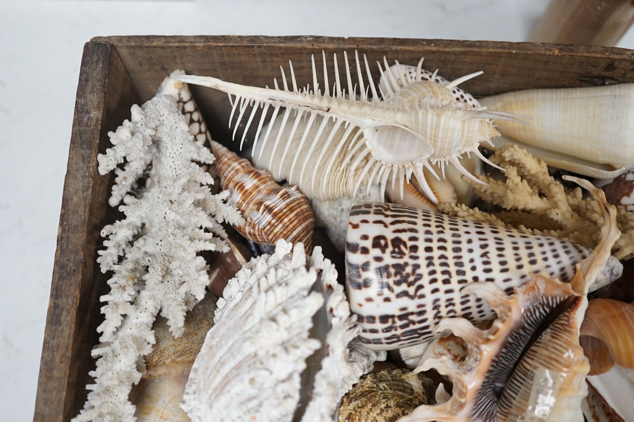 A collection of shells etc. in a box